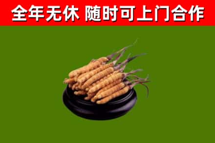 秦安县回收冬虫夏草