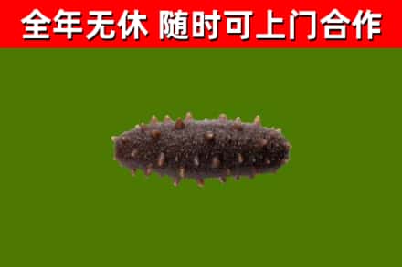 秦安县回收海参干